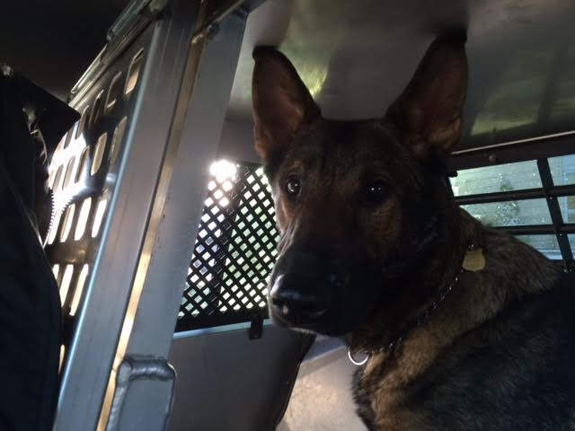 K9 Asher