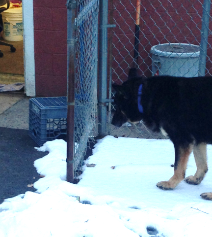 Oxford cruelty to animals