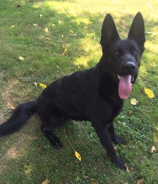 Atlas WPD Dave Scinto